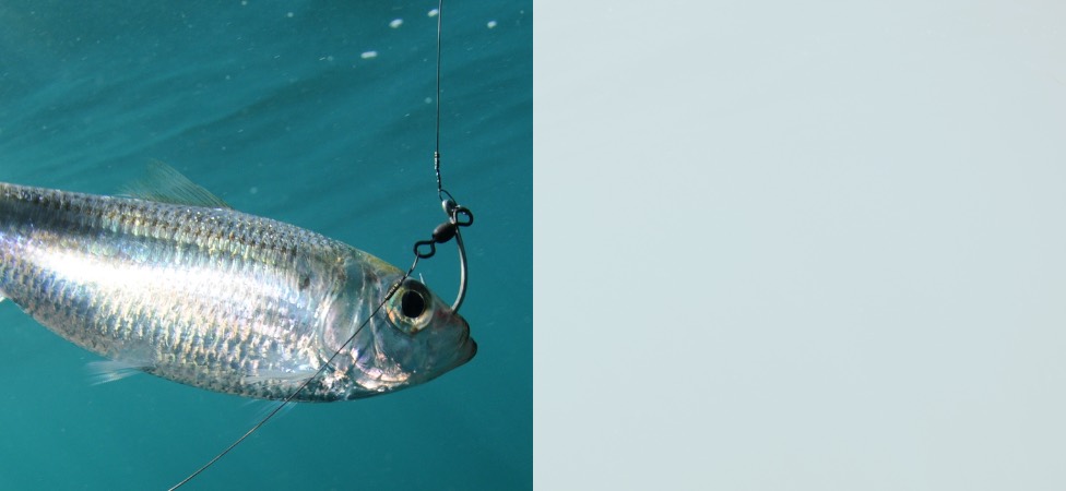 Swivels & Connectors